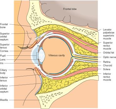 anatomy-aa0_55486