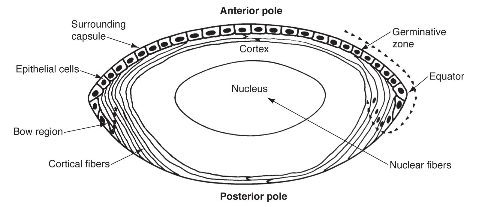 Lens Anatomy - The Cataract Course