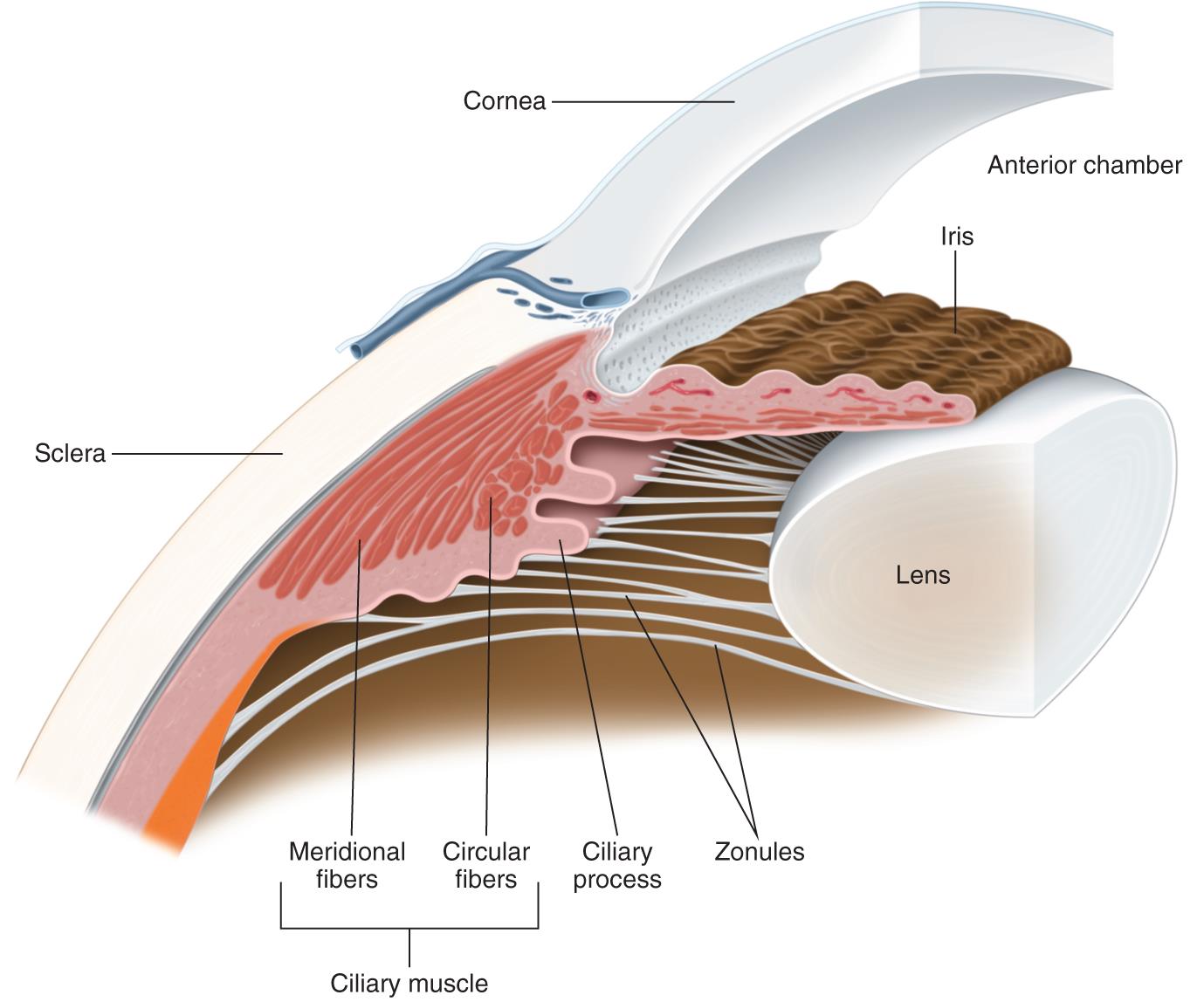 anterior-segment-aa0_55107 - The Cataract Course